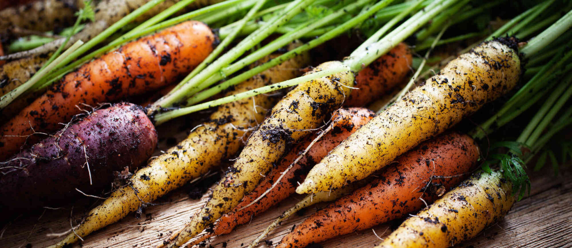 Fresh rainbow carrots picked from the garden